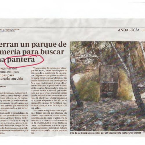 Enorme pantera negra,Almeria,2013 - Imagen 1