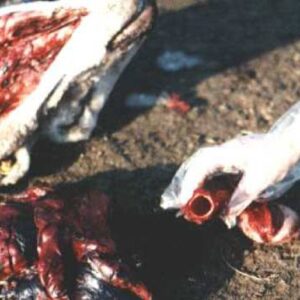 Mutilaciones Ganado 1998,Navarra
